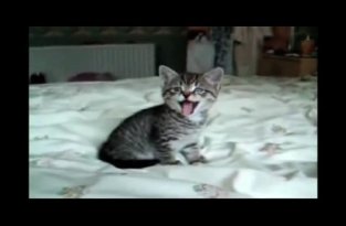 Подборка зевающих котов