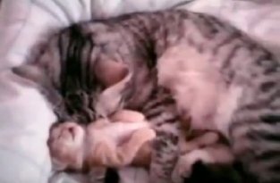 Кошка обнимает своего котенка