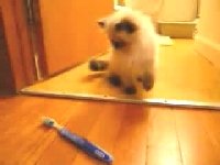 Котик против зубной щетки